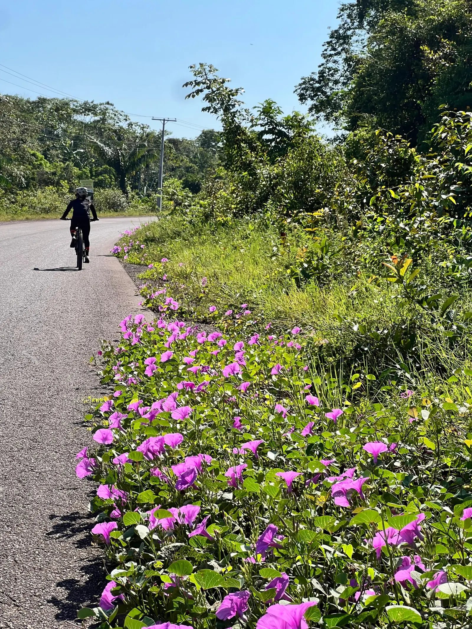 Flores à beira da estrada a caminho das cachoeiras